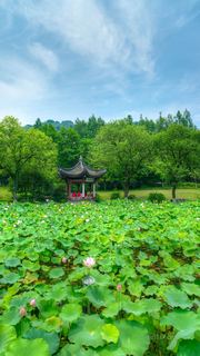湘湖荷花庄 景点图 561_18