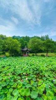 湘湖荷花庄 景点图 561_20