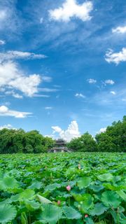 2026西湖曲院风荷、郭庄、断桥夏日荷花 景点图 569_2