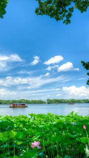 2026西湖曲院风荷、郭庄、断桥夏日荷花 景点图 569_6