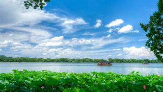 2026西湖曲院风荷、郭庄、断桥夏日荷花 景点图 569_7