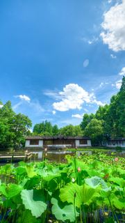 2026西湖曲院风荷、郭庄、断桥夏日荷花 景点图 569_10