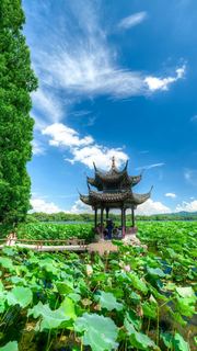 2026西湖曲院风荷、郭庄、断桥夏日荷花 景点图 569_11