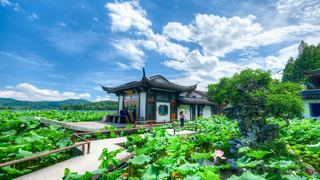 2026西湖曲院风荷、郭庄、断桥夏日荷花 景点图 569_12