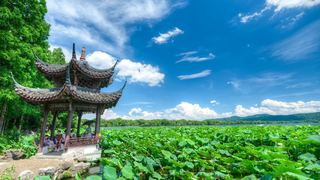 2026西湖曲院风荷、郭庄、断桥夏日荷花 景点图 569_13