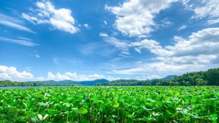 2026西湖曲院风荷、郭庄、断桥夏日荷花 景点图 569_15