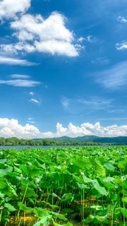 2026西湖曲院风荷、郭庄、断桥夏日荷花 景点图 569_16