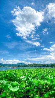 2026西湖曲院风荷、郭庄、断桥夏日荷花 景点图 569_17