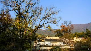 塔川秋色 景点图 82_11