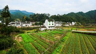 婺源 菊径村、黄村 景点图 84_12