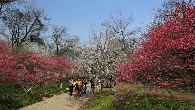植物园·灵峰探梅 2013春天