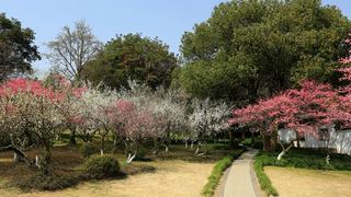 植物园·灵峰探梅 2013春天 景点图 86_2