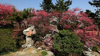 植物园·灵峰探梅 2013春天 景点图 86_4
