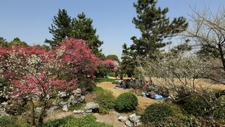植物园·灵峰探梅 2013春天 景点图 86_5