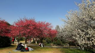 植物园·灵峰探梅 2013春天 景点图 86_7