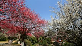 植物园·灵峰探梅 2013春天 景点图 86_8