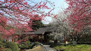 植物园·灵峰探梅 2013春天 景点图 86_9