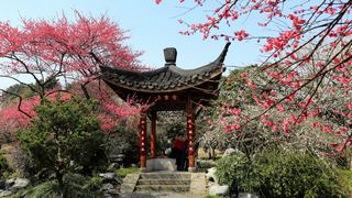 植物园·灵峰探梅 2013春天 景点图 86_10