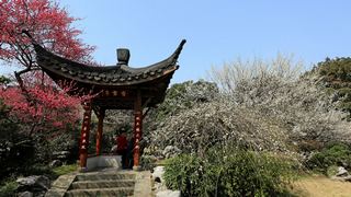 植物园·灵峰探梅 2013春天 景点图 86_11