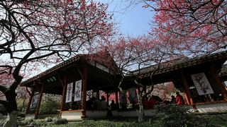 植物园·灵峰探梅 2013春天 景点图 86_14