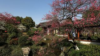 植物园·灵峰探梅 2013春天 景点图 86_17