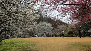 植物园·灵峰探梅 2013春天 景点图 86_18