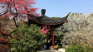 植物园·灵峰探梅 2013春天 景点图 86_19