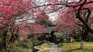 植物园·灵峰探梅 2013春天 景点图 86_20
