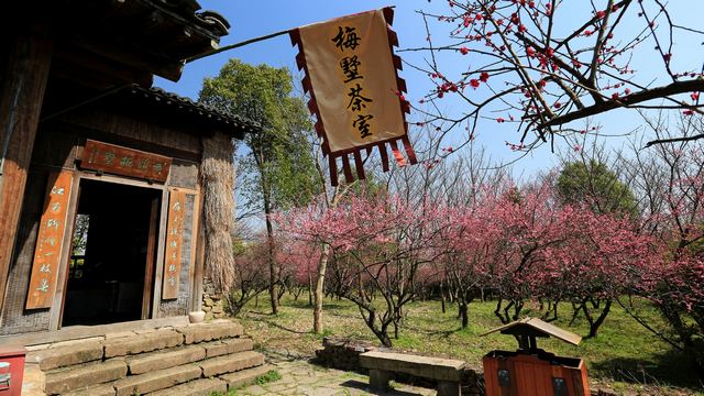 西溪梅墅·西溪湿地梅花 2013春天