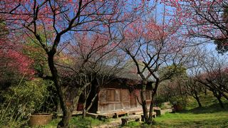 西溪梅墅·西溪湿地梅花 2013春天 景点图 87_5