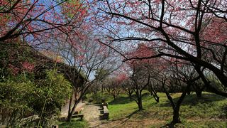 西溪梅墅·西溪湿地梅花 2013春天 景点图 87_6