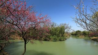 西溪梅墅·西溪湿地梅花 2013春天 景点图 87_7