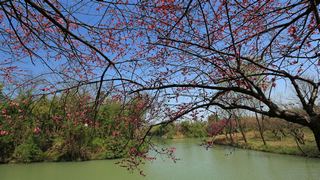 西溪梅墅·西溪湿地梅花 2013春天 景点图 87_8