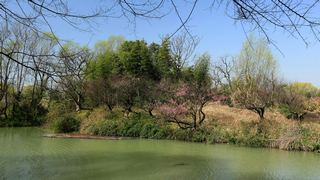 西溪梅墅·西溪湿地梅花 2013春天 景点图 87_10