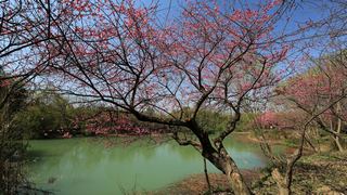 西溪梅墅·西溪湿地梅花 2013春天 景点图 87_11