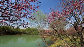 西溪梅墅·西溪湿地梅花 2013春天 景点图 87_12