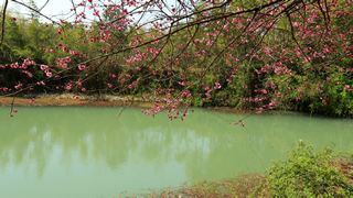 西溪梅墅·西溪湿地梅花 2013春天 景点图 87_14