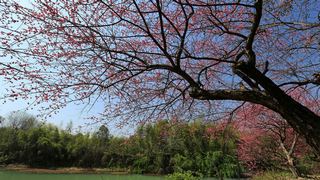 西溪梅墅·西溪湿地梅花 2013春天 景点图 87_15