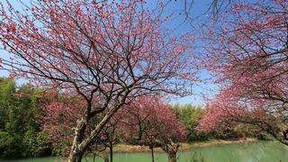西溪梅墅·西溪湿地梅花 2013春天 景点图 87_16