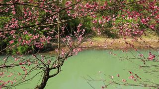 西溪梅墅·西溪湿地梅花 2013春天 景点图 87_17