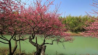 西溪梅墅·西溪湿地梅花 2013春天 景点图 87_18