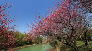 西溪梅墅·西溪湿地梅花 2013春天 景点图 87_19