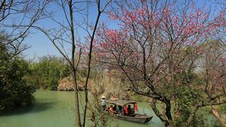 西溪梅墅·西溪湿地梅花 2013春天 景点图 87_20