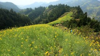 歙县霞坑镇石潭村春天油菜花 景点图 88_4