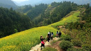 歙县霞坑镇石潭村春天油菜花 景点图 88_5