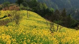 歙县霞坑镇石潭村春天油菜花 景点图 88_8