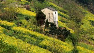 歙县霞坑镇石潭村春天油菜花 景点图 88_9