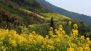歙县霞坑镇石潭村春天油菜花 景点图 88_11