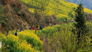 歙县霞坑镇石潭村春天油菜花 景点图 88_12