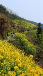 歙县霞坑镇石潭村春天油菜花 景点图 88_13